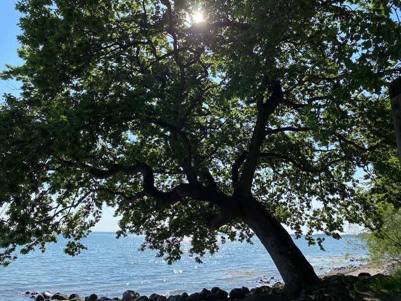 gal 23 eiche ostsee