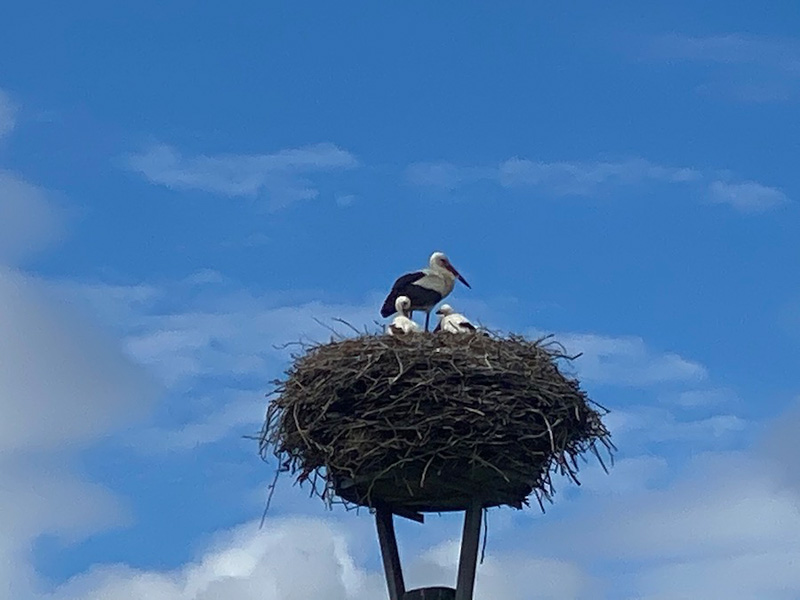 gal 33 storch nest